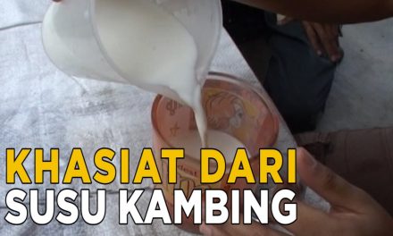 Khasiat Susu Kambing Yang Jarang Diketahui