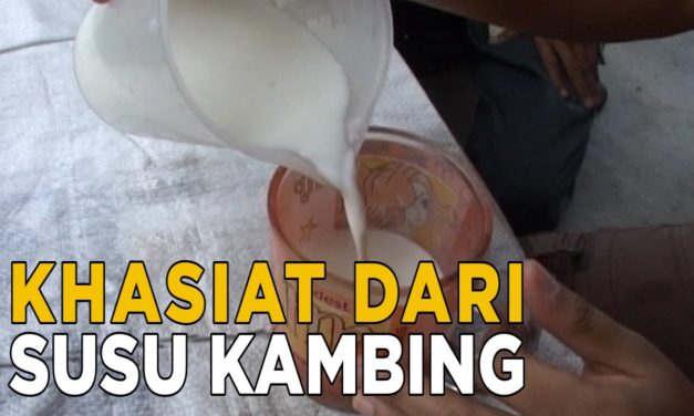 Khasiat Susu Kambing Yang Jarang Diketahui