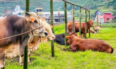 Teknologi Sistem AI untuk Pemantauan Kesehatan Ternak Sapi