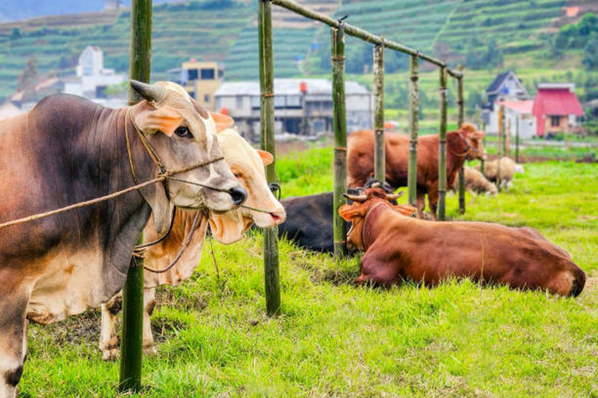 AI deteksi penyakit sapi melalui analisis wajah berbasis kamera termal