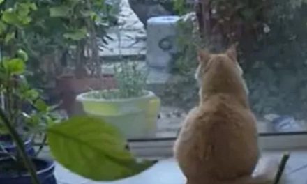 Kucing dan Kesehatan Mental: Bukti Ilmiah Manfaatnya