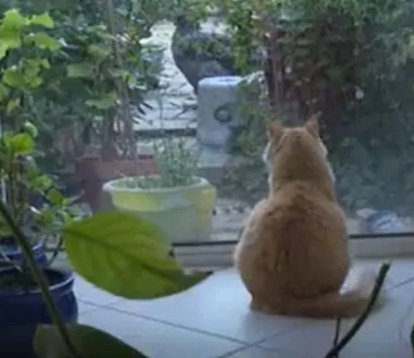 Kucing dan Kesehatan Mental: Bukti Ilmiah Manfaatnya