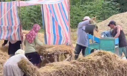 Gotong Royong Marsialap Ari sebagai Identitas Budaya Mandailing