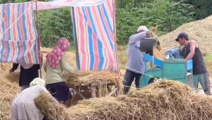 Masyarakat Mandailing melaksanakan tradisi Marsialap Ari sebagai bentuk gotong royong