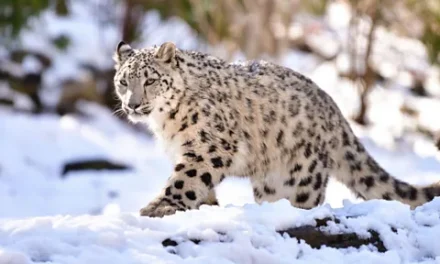 Selfie Berujung Petaka, Turis Diserang Macan Tutul Salju