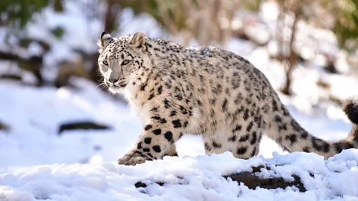 Selfie Berujung Petaka, Turis Diserang Macan Tutul Salju