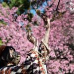 Biaya Liburan Musim Sakura Jepang 2026 Turun Hingga 20 Persen