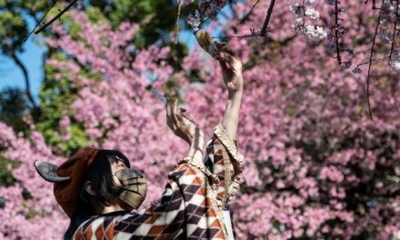 Biaya Liburan Musim Sakura Jepang 2026 Turun Hingga 20 Persen