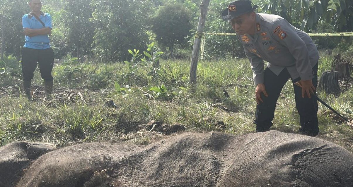 Gajah Sumatera Mati di Tesso Nilo, Ini Perkembangan Kasusnya