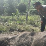Gajah Sumatera Mati di Tesso Nilo, Ini Perkembangan Kasusnya