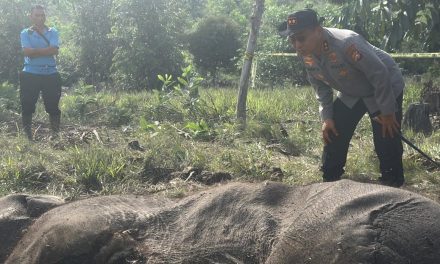 Gajah Sumatera Mati di Tesso Nilo, Ini Perkembangan Kasusnya