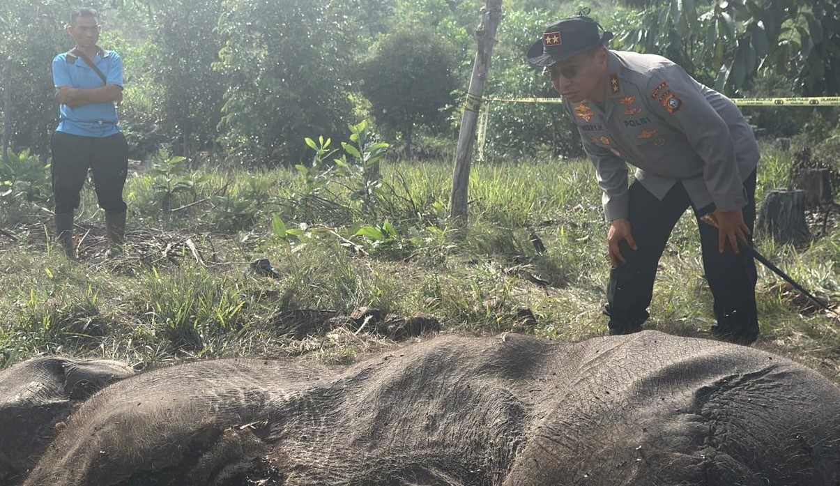 Petugas memeriksa lokasi kematian anak gajah di Tesso Nilo