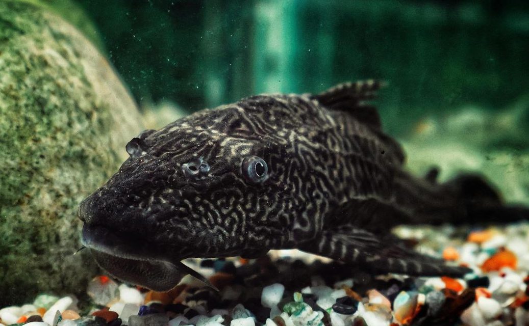 Ikan Sapu-Sapu Tahan Banting, Ini Fakta dan Keunggulannya