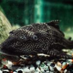 Ikan Sapu-Sapu Tahan Banting, Ini Fakta dan Keunggulannya