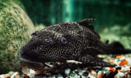 Ikan Sapu-Sapu Tahan Banting, Ini Fakta dan Keunggulannya