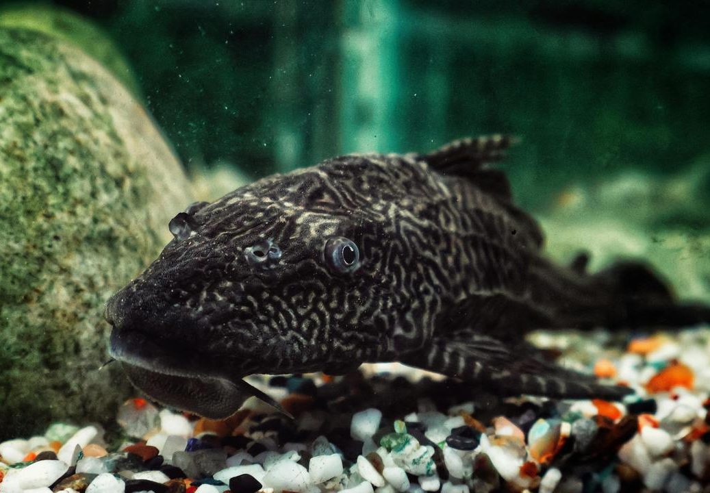 Ikan sapu sapu di dasar sungai dengan kondisi air keruh