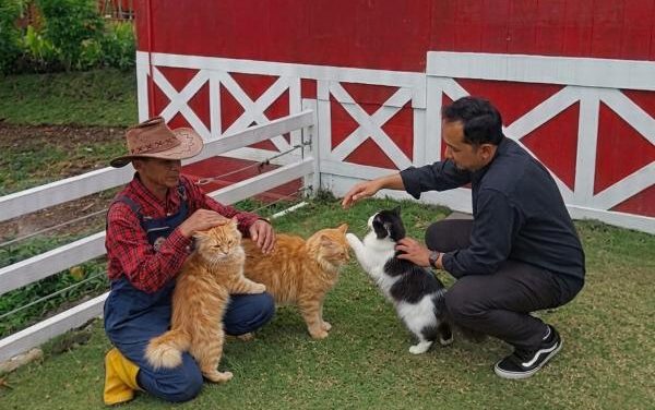 Cara Merawat Kucing Sakit yang Tepat Agar Cepat Sembuh