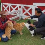 Cara Merawat Kucing Sakit yang Tepat Agar Cepat Sembuh