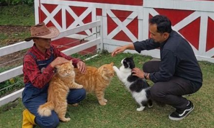 Cara Merawat Kucing Sakit yang Tepat Agar Cepat Sembuh