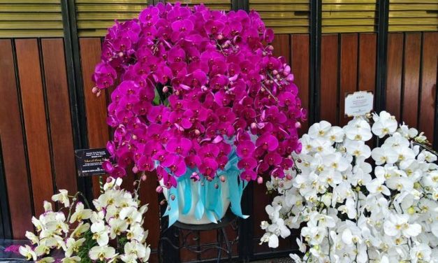 Makna Anggrek Bulan Ungu sebagai Simbol Penghormatan