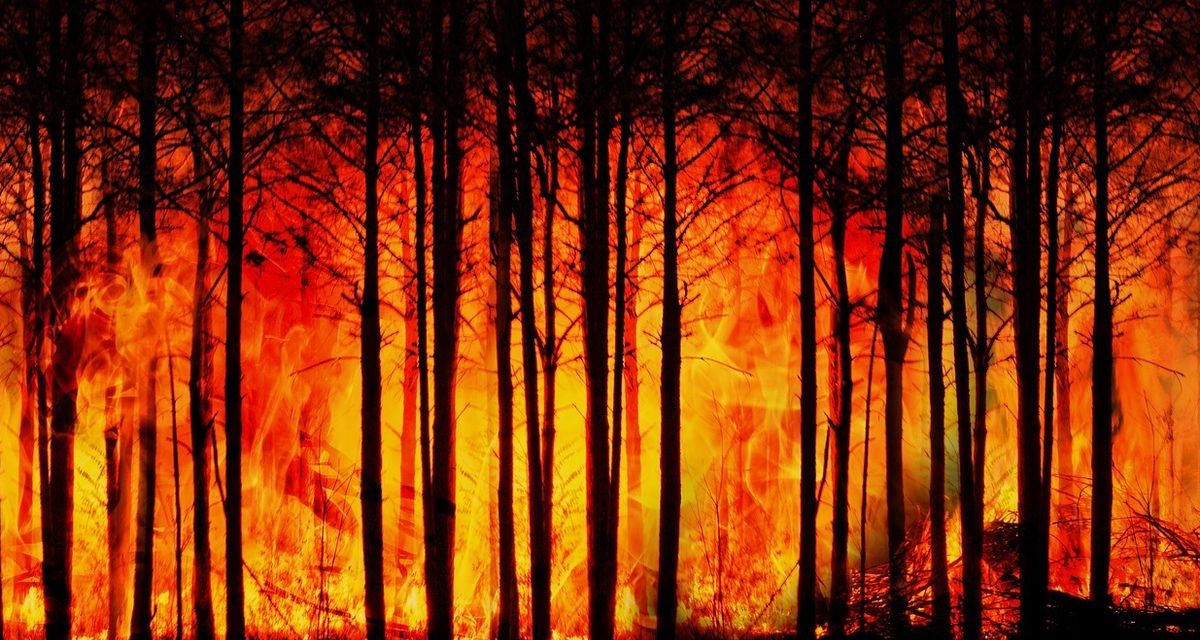 Gelombang Panas Ancam Perburuk Kebakaran Hutan di Perancis dan Spanyol, Ratusan Ribu Warga Mengungsi