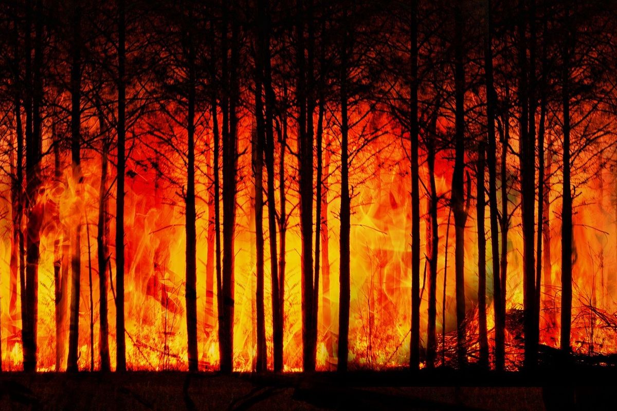 Kebakaran Hutan Perancis Dan Spanyol